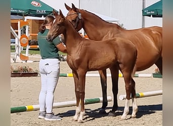 Zweibruecker, Mare, Foal (03/2025), 16,2 hh, Chestnut