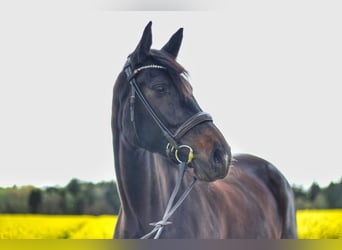 Zweibrücker, Merrie, 11 Jaar, 167 cm, Zwartbruin