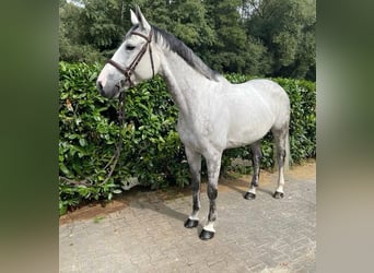 Zweibrücker, Merrie, 12 Jaar, 160 cm, Schimmel