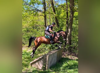 Zweibrücker, Merrie, 12 Jaar, 162 cm, Bruin