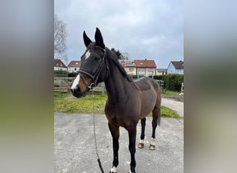 Zweibrücker, Merrie, 12 Jaar, Donkerbruin