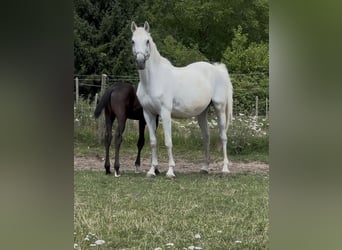 Zweibrücker, Merrie, 13 Jaar, 160 cm, Schimmel