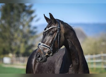 Zweibrücker, Merrie, 14 Jaar, 170 cm, Bruin