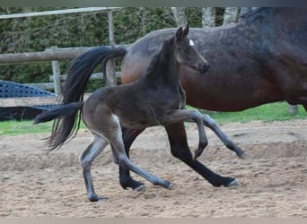 Zweibrücker, Merrie, 14 Jaar, 170 cm, Bruin