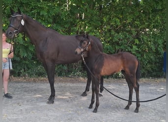 Zweibrücker, Merrie, 15 Jaar, 180 cm, Donkerbruin