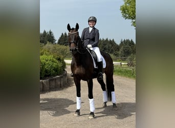 Zweibrücker, Merrie, 17 Jaar, 173 cm, Donkerbruin