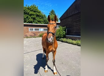 Zweibrücker, Merrie, 3 Jaar, 170 cm, Bruin