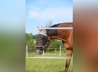 Zweibrücker, Merrie, 3 Jaar, 170 cm, Bruin