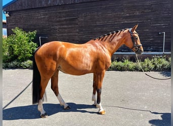 Zweibrücker, Merrie, 3 Jaar, 170 cm, Bruin