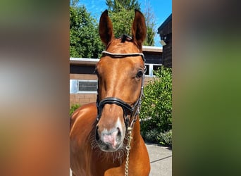Zweibrücker, Merrie, 3 Jaar, 170 cm, Bruin