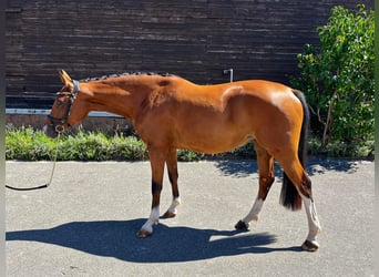 Zweibrücker, Merrie, 3 Jaar, 170 cm, Bruin