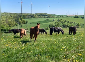 Zweibrücker, Merrie, 4 Jaar, 165 cm, Vos