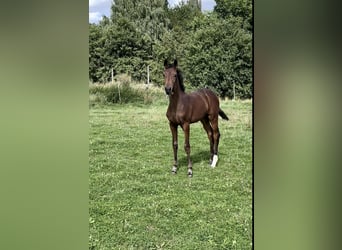 Zweibrücker, Merrie, veulen (05/2024), Bruin