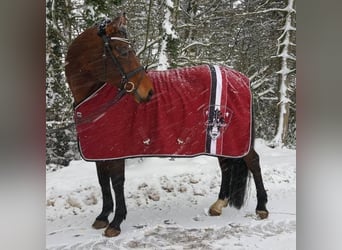 Zweibruecker, Stallion, 17 years, 17,2 hh, Brown