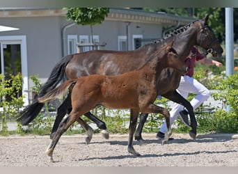 Zweibruecker, Stallion, 1 year, 16.2 hh, Bay-Dark