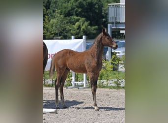 Zweibruecker, Stallion, 1 year, 16.2 hh, Bay-Dark