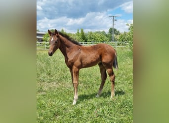 Zweibruecker, Stallion, 1 year, Brown