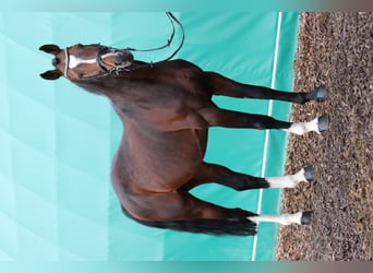 Zweibruecker, Stallion, 17 years, 16.2 hh, Brown