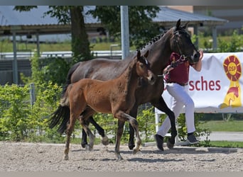 Zweibruecker, Stallion, Foal (03/2025), 16,2 hh, Bay-Dark