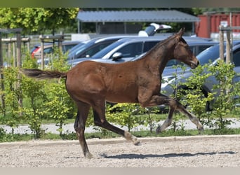 Zweibruecker, Stallion, Foal (03/2025), 16,2 hh, Bay-Dark