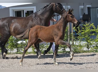 Zweibruecker, Stallion, Foal (03/2025), 16,2 hh, Bay-Dark