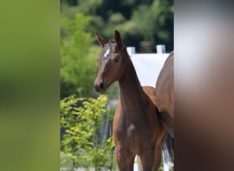 Zweibruecker, Stallion, Foal (03/2025), 16,2 hh, Bay-Dark