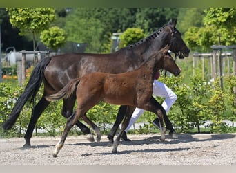 Zweibruecker, Stallion, Foal (03/2025), 16,2 hh, Bay-Dark