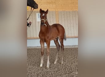 Zweibruecker, Stallion, Foal (03/2025), Brown