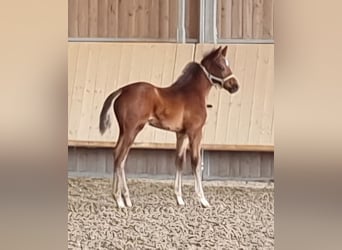 Zweibruecker, Stallion, Foal (03/2025), Brown