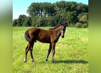 Zweibruecker, Stallion, Foal (04/2024), Brown