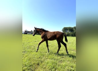 Zweibruecker, Stallion, Foal (04/2024), Brown