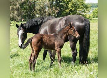 Zweibruecker, Stallion, Foal (04/2024), Brown