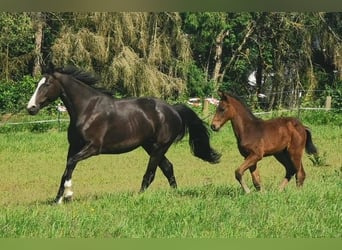 Zweibruecker, Stallion, Foal (04/2024), Brown