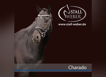 Zweibruecker, Stallion, 13 years, 16.2 hh, Smoky-Black