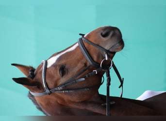 Zweibrücker, Stallone, 19 Anni, 170 cm, Baio