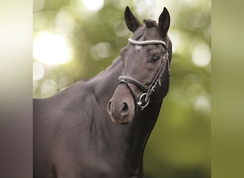 Zweibrücker, Stallone, 15 Anni, 170 cm, Baio nero