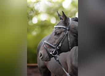 Zweibrücker, Stallone, 15 Anni, 170 cm, Baio nero