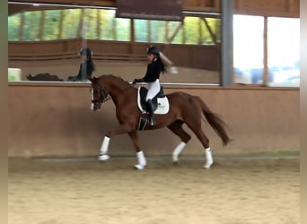 Zweibrücker, Sto, 10 år, 163 cm, fux
