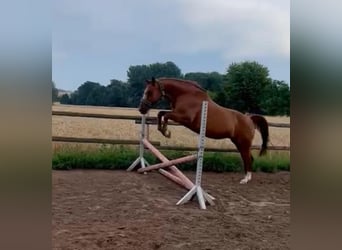 Zweibrücker, Sto, 16 år, 163 cm, fux