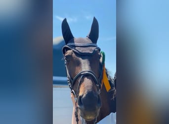 Zweibrücker, Stute, 12 Jahre, 167 cm, Dunkelbrauner