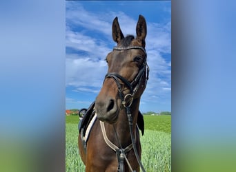 Zweibrücker, Stute, 12 Jahre, 167 cm, Dunkelbrauner