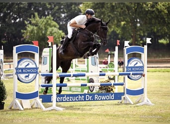 Zweibrücker, Stute, 14 Jahre, 168 cm, Rappe