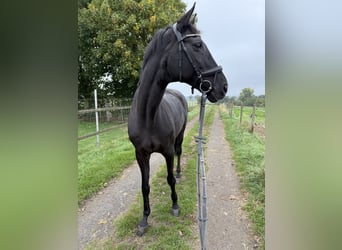 Zweibrücker, Stute, 15 Jahre, 170 cm, Rappe