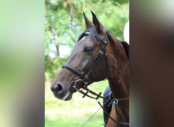 Zweibrücker, Stute, 18 Jahre, 168 cm, Schwarzbrauner