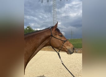 Zweibrücker, Stute, 4 Jahre, 165 cm, Brauner