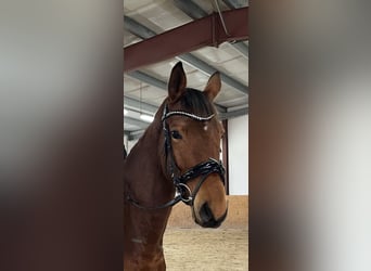 Zweibrücker, Stute, 4 Jahre, 165 cm, Brauner