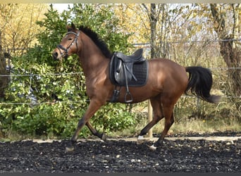 Zweibrücker, Stute, 5 Jahre, 165 cm