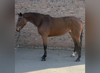 Zweibrücker, Stute, 8 Jahre, 175 cm, Brauner