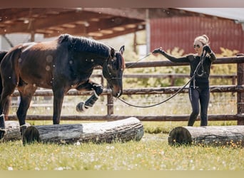 Zweibrücker, Wałach, 6 lat, 172 cm, Ciemnogniada