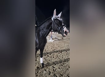 Zweibrücker, Wałach, 6 lat, 174 cm, Kara